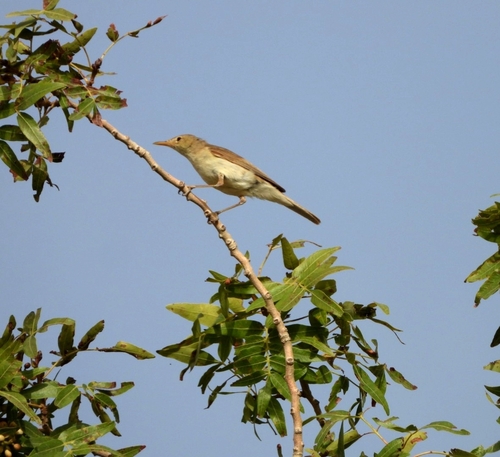 Eastern Olivaceous Warbler