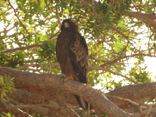 Booted Eagle