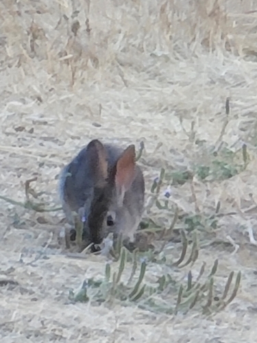 iNaturalist observation photo of Brush Rabbit