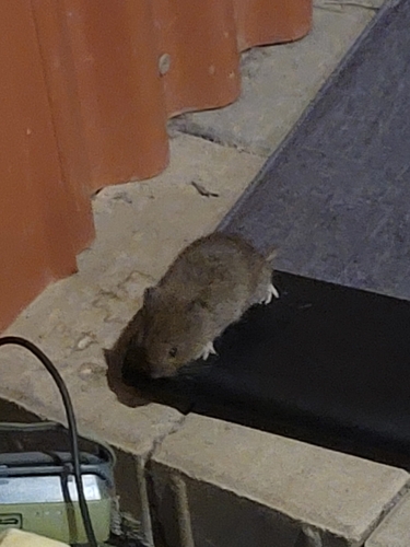 iNaturalist observation photo of California Vole