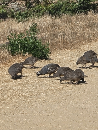 iNaturalist observation photo of California Quail