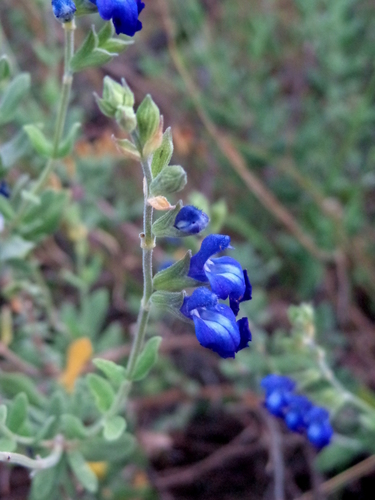 Salvia chamaedryoides Cav.