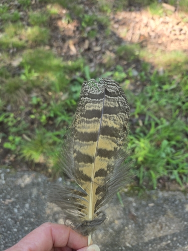 View observation of {o.common_name} on iNaturalist