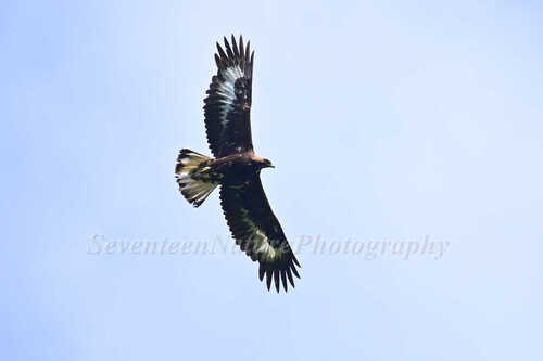 Golden Eagle
