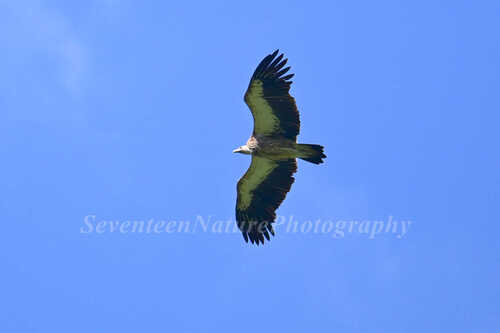 Himalayan Griffon