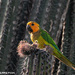 Curaçao Brown-throated Parakeet - Photo (c) Tim Cameron, all rights reserved, uploaded by Tim Cameron