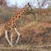 Rothschild's Giraffe - Photo (c) avid607, all rights reserved, uploaded by avid607