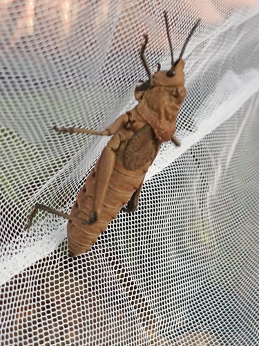 Dictyophorus griseus oberthueri