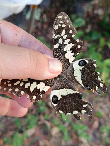 Citrus Swallowtail