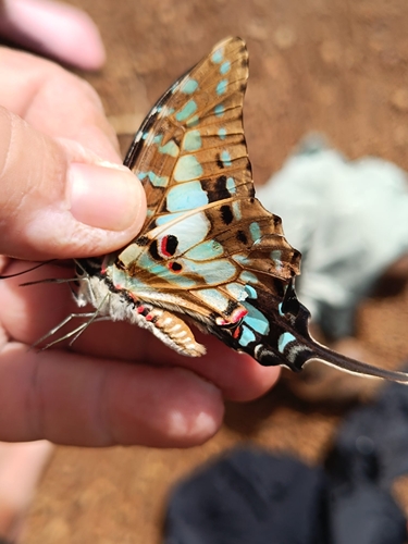 Large Striped Swordtail