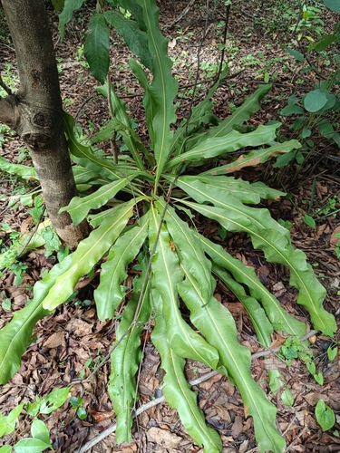 dwarf red ironwood