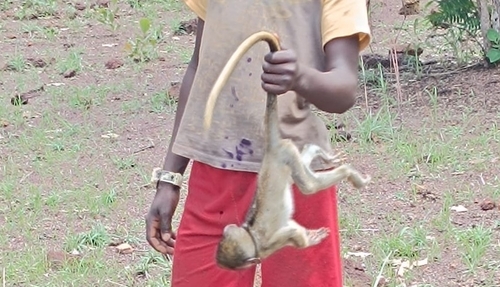 Green Monkey