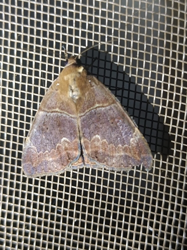 Lienard's Achaea