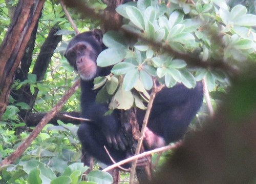 West African Chimpanzee