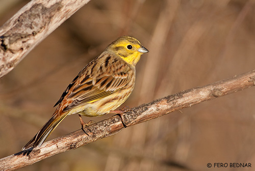 Emberiza citrinella