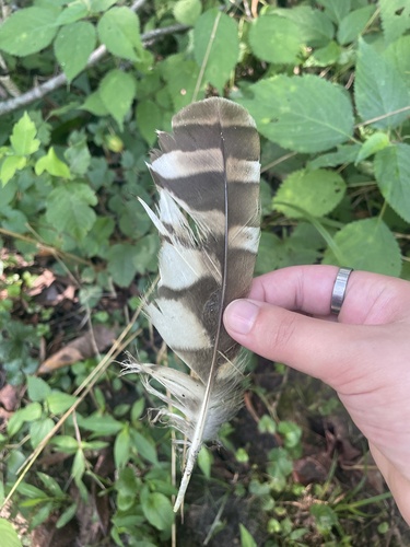 View observation of {o.common_name} on iNaturalist