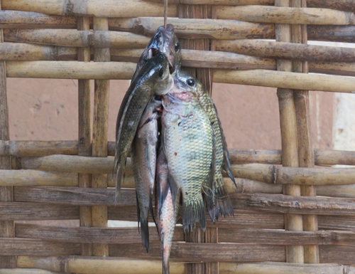 Redbelly Tilapia