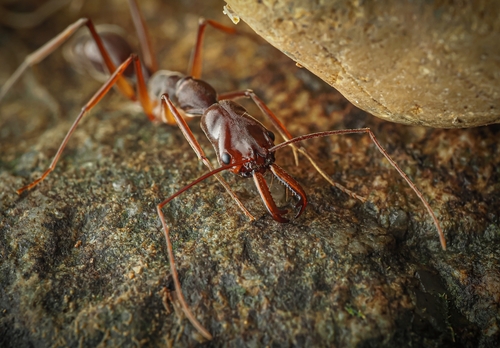 西氏大齿猛蚁Odontomachus silvestrii