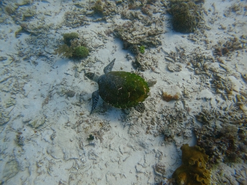 Eretmochelys imbricata