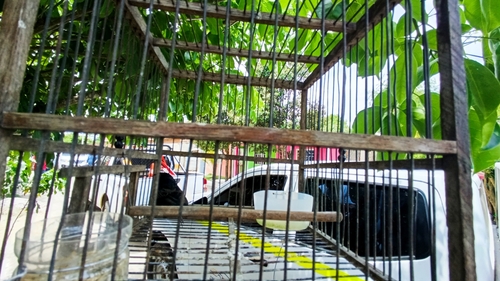 Blue-black Grassquit