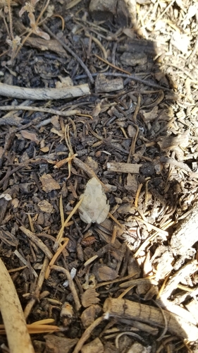 iNaturalist observation photo of Pacific chorus frog