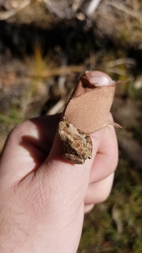 iNaturalist observation photo of Pacific chorus frog