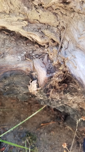 iNaturalist observation photo of Pacific chorus frog