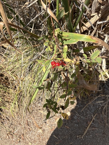 iNaturalist observation photo of California Wild Rose