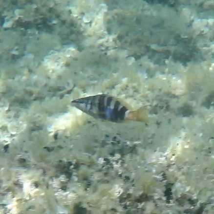 Serranus scriba