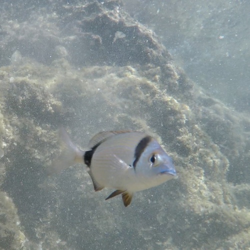 Diplodus vulgaris