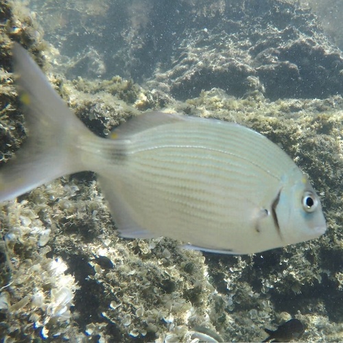 Diplodus sargus