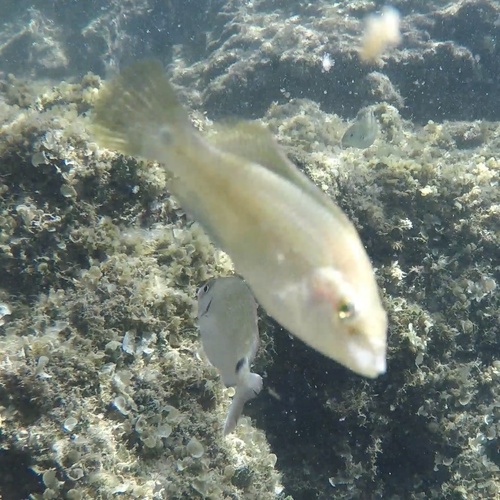 Symphodus tinca
