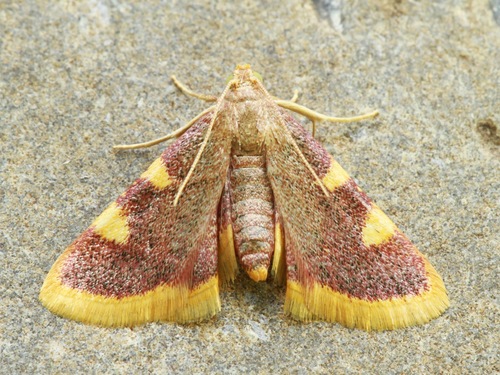 Clover Hayworm Moth