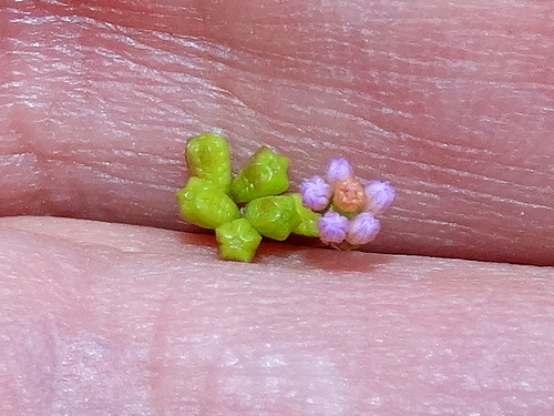 Boerhavia triquetra var. intermedia