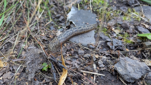Limax maximus