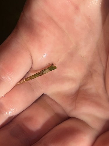 iNaturalist observation photo of Caddisflies