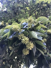 Graines de Camptotheca acuminata - Arbre du bonheur - Boutique Végétale