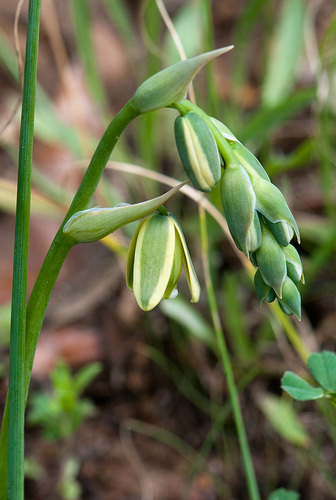 Cebolla De La Suerte Albuca Bracteata Naturalista Co