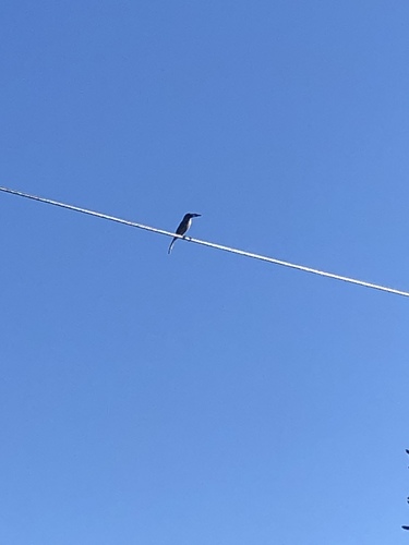 iNaturalist observation photo of California Scrub-Jay