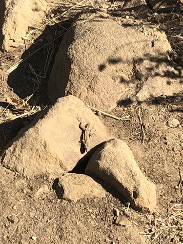 iNaturalist observation photo of Western Side-blotched Lizard