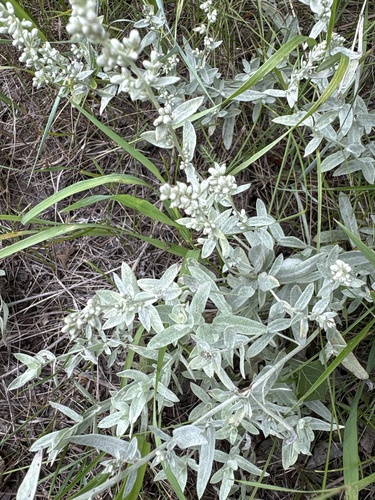 Silver Wormwood