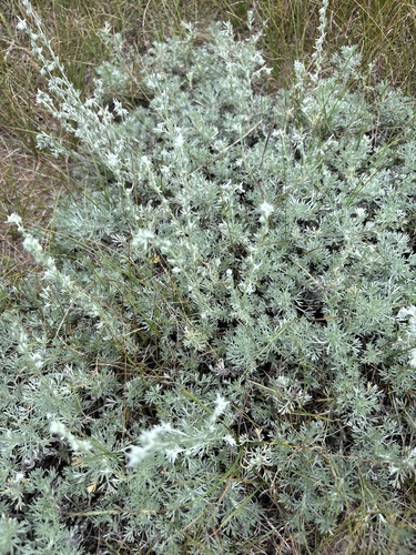 fringed sagebrush