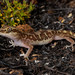 Box-patterned Ground Gecko - Photo (c) Halvard Aas Midtun, all rights reserved, uploaded by Halvard Aas Midtun