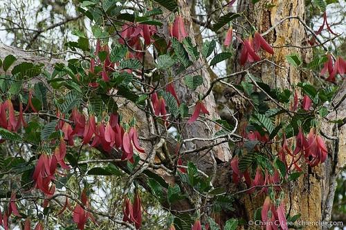 Dipterocarpus acutangulus