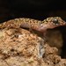 Papua Bow-fingered Gecko - Photo (c) Chien Lee, all rights reserved, uploaded by Chien Lee