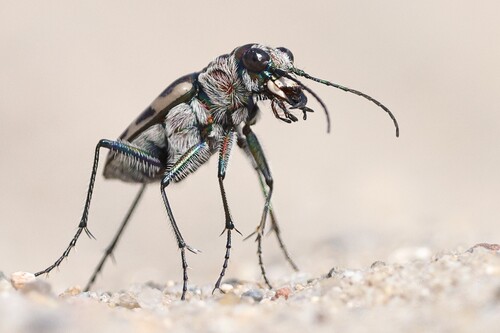 Big Sand Tiger Beetle