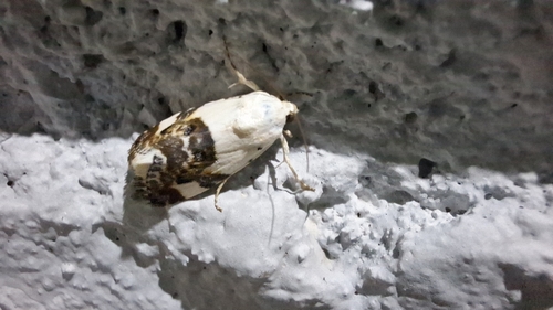 Pale Shoulder