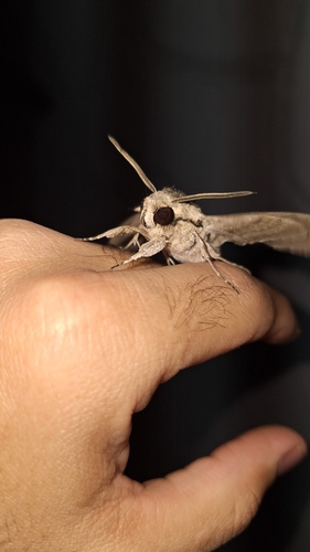 Convolvulus Hawkmoth