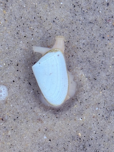 Donax hanleyanus