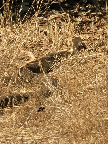 iNaturalist observation photo of Northern Pacific Rattlesnake